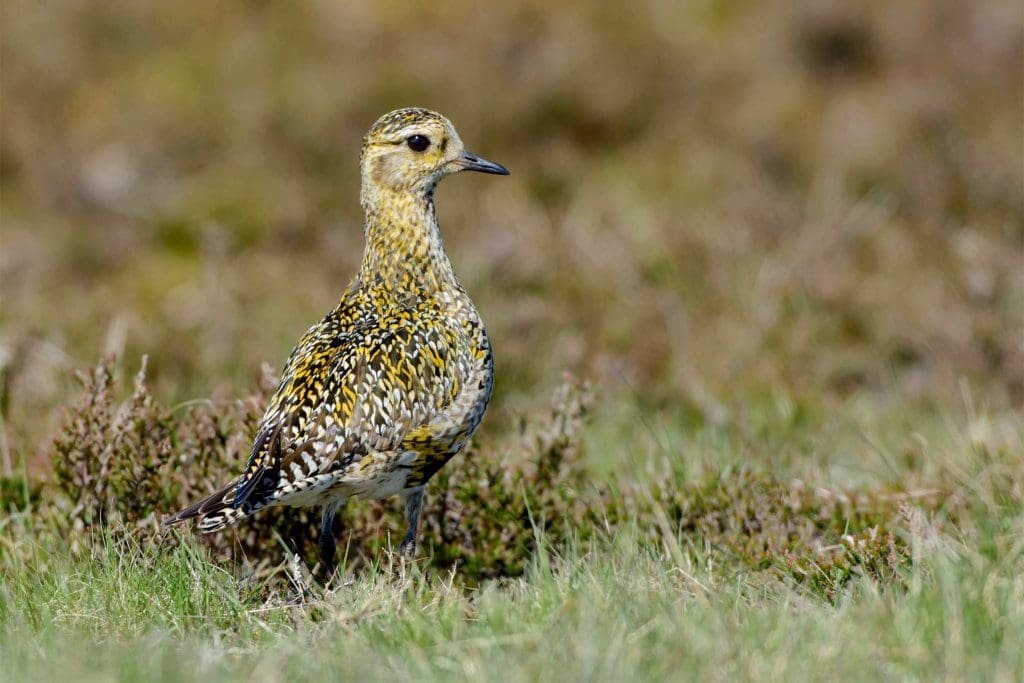 A Golden Plover stands on grass