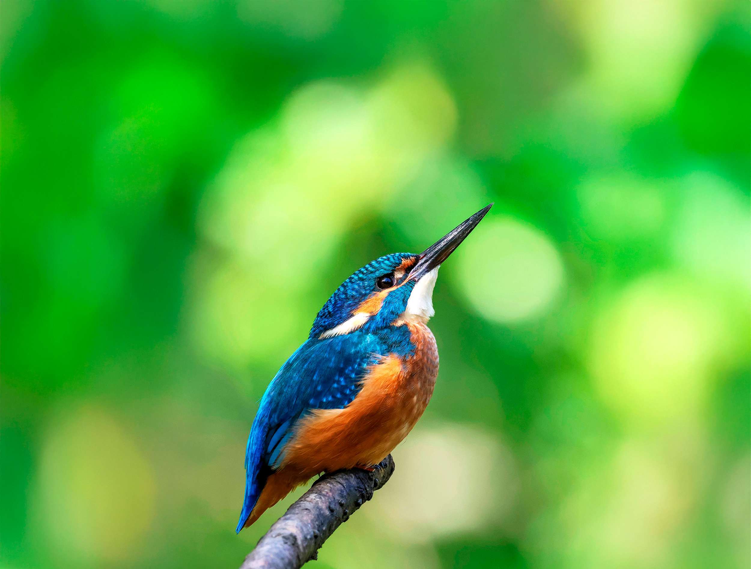 A Kingfisher on a branch