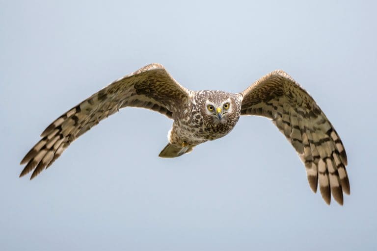 Hen Harrier bird flying in the sky