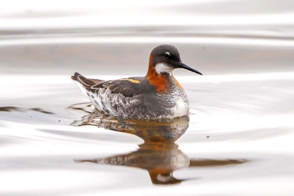 A Red-necked Phalarope on the water