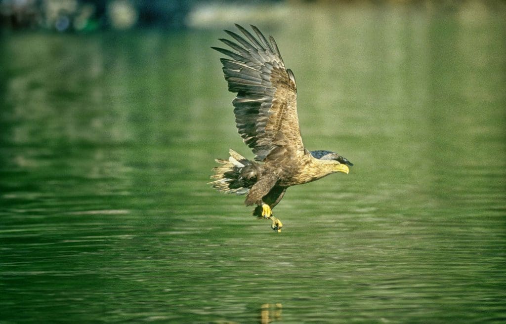 White-tailed eagle