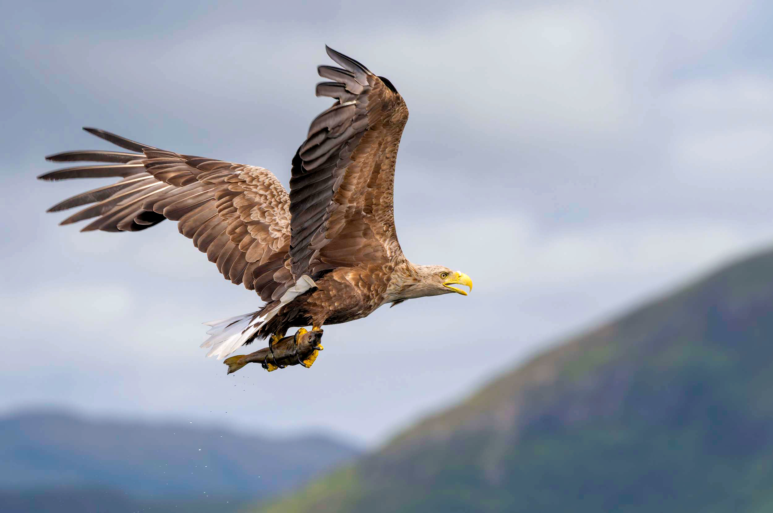 White-tailed eagle carrying a fish in it's talons