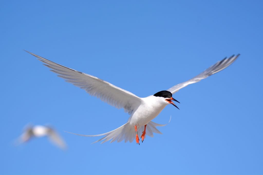 A Roseate Tern in flight against a blue sky