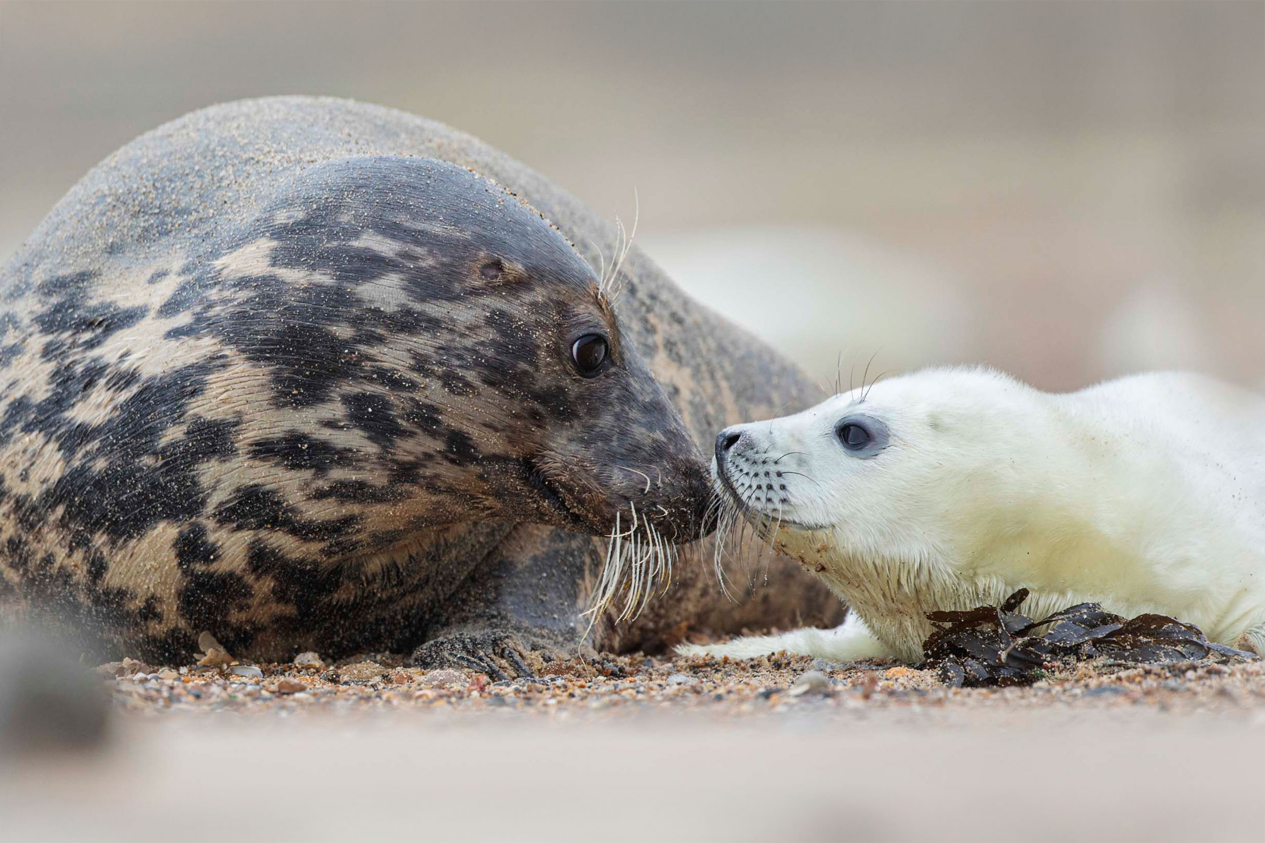 A Grey Seal and her fluffy white pup are looking at each other with their noses touching