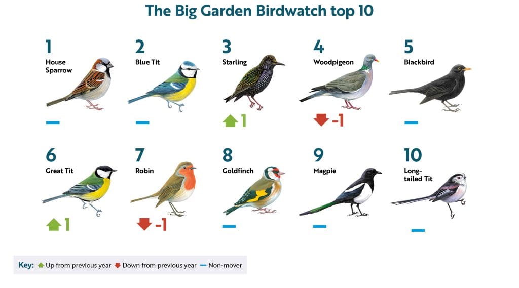 An infographic showing the top 10 birds from the 2026 Big Garden Birdwatch. Rankings under each bird show whether their position went up, down or stayed the same