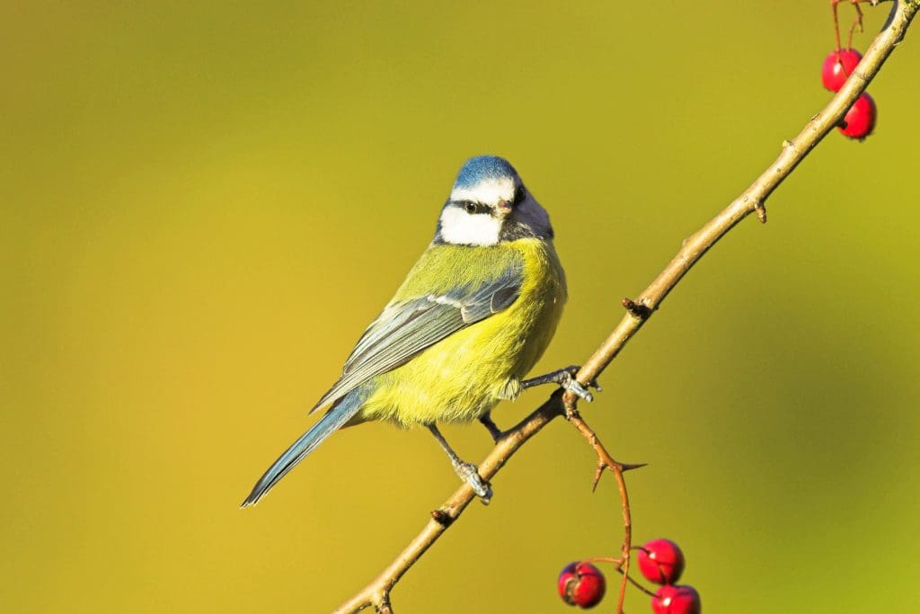 A Blue Tit perched on a branch with red berries