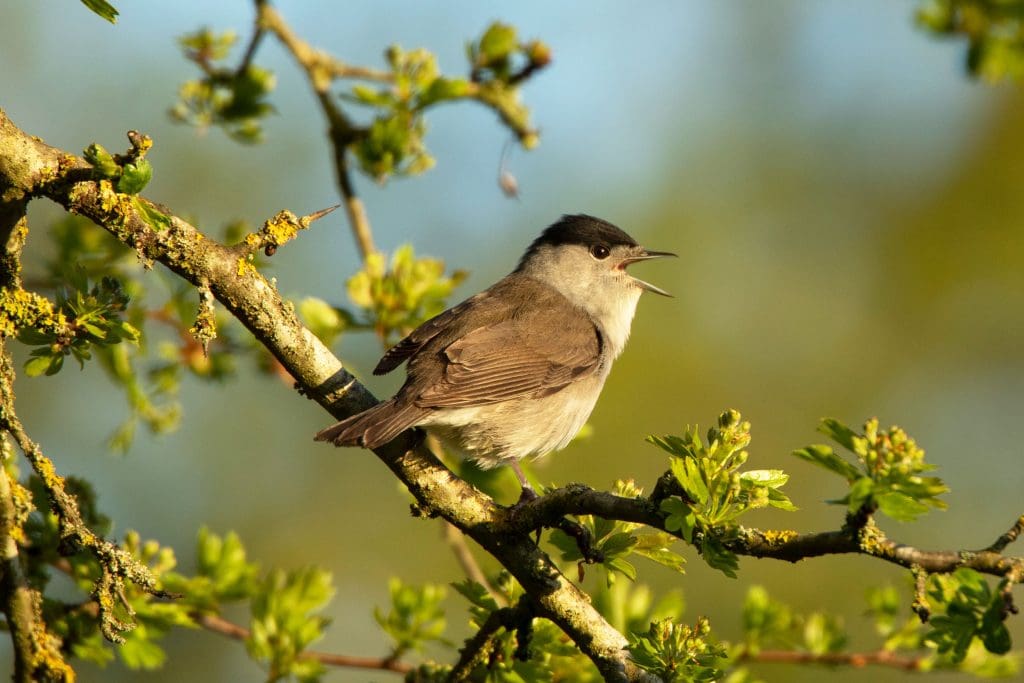 A Blackcap singing in a tree