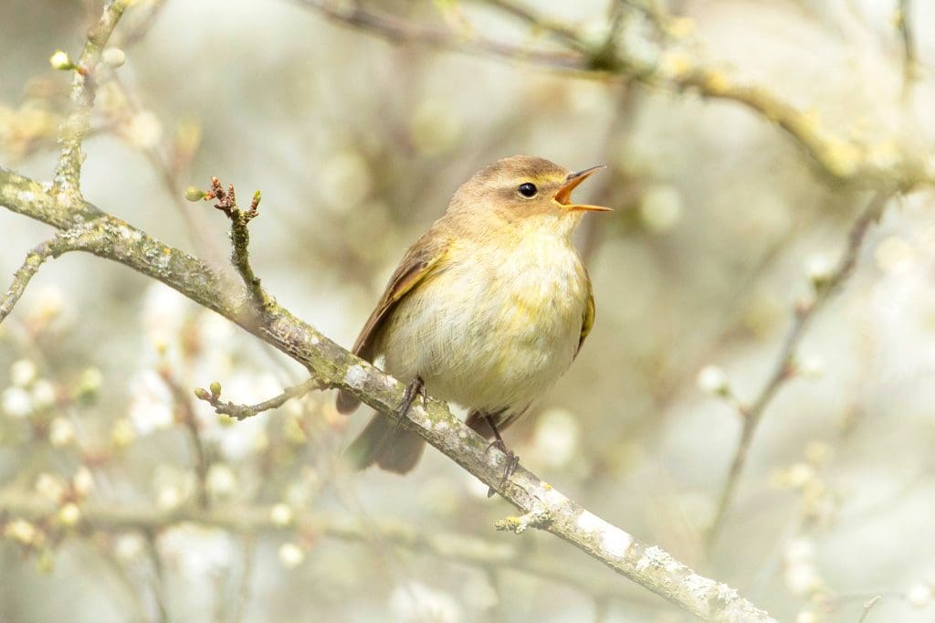 A Chiffchaff sat in a tree singing