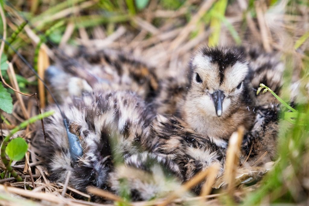 GALLERY_2218005_Curlew-Chicks_Sam-Turley_FREE Curlew chicks sat in a nest. One has a radio tag attached.