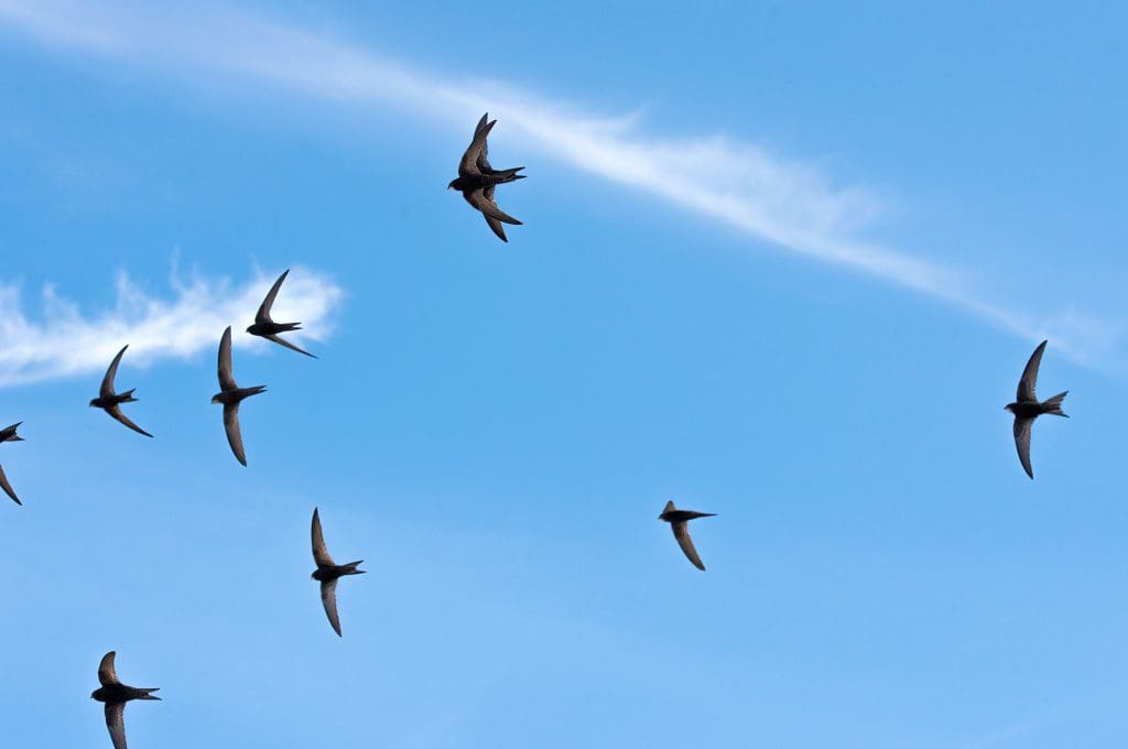 A group of Swifts in flight against a blue sky