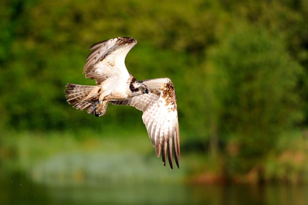 An Osprey in flight over a body of water