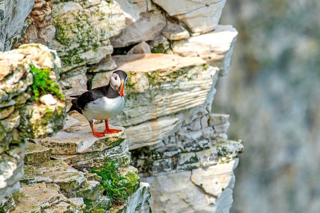 A Puffin stands on a cliff edge