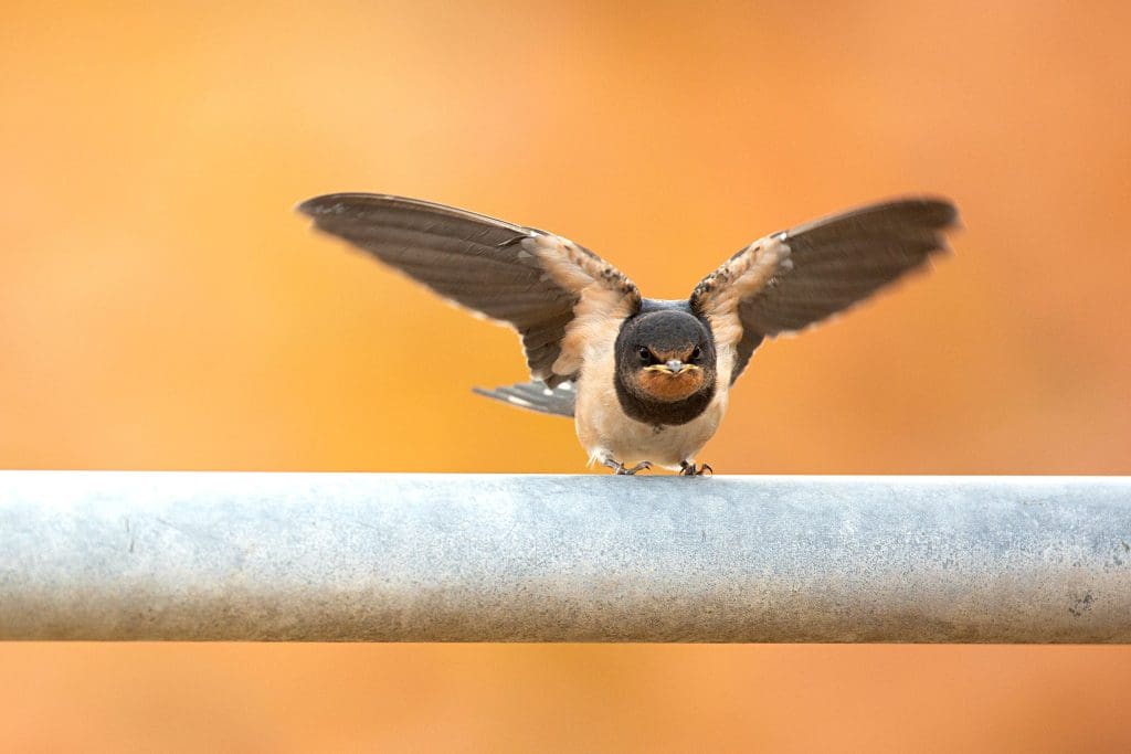 A Swallow perched on a metal bar with its wings outstretched looking at the camera