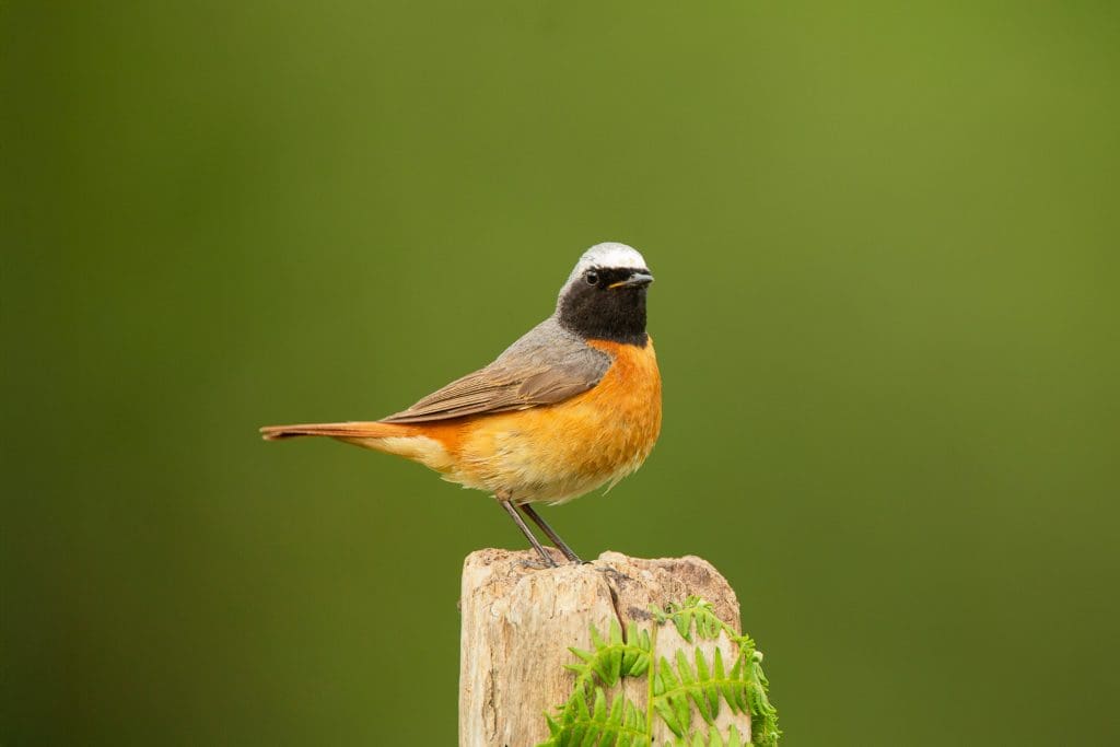 A male Redstart perched on a post
