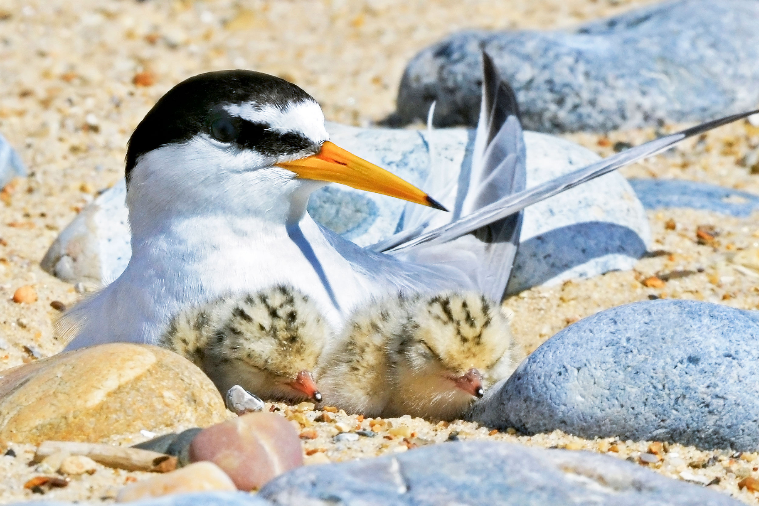 Little Tern lying on the beach with two chicks