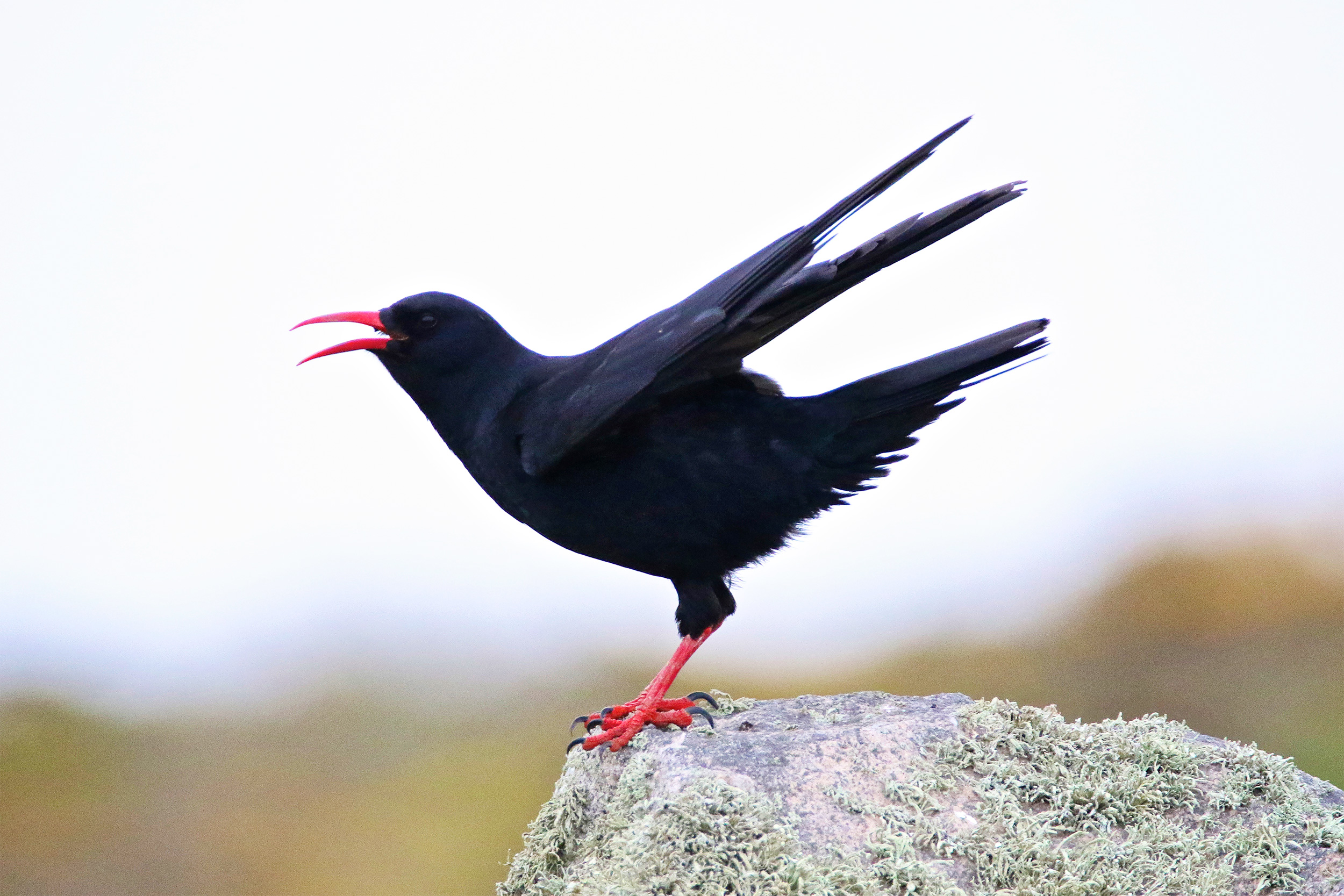 A Chough stands on a rock with its beak open and feathers outstretched