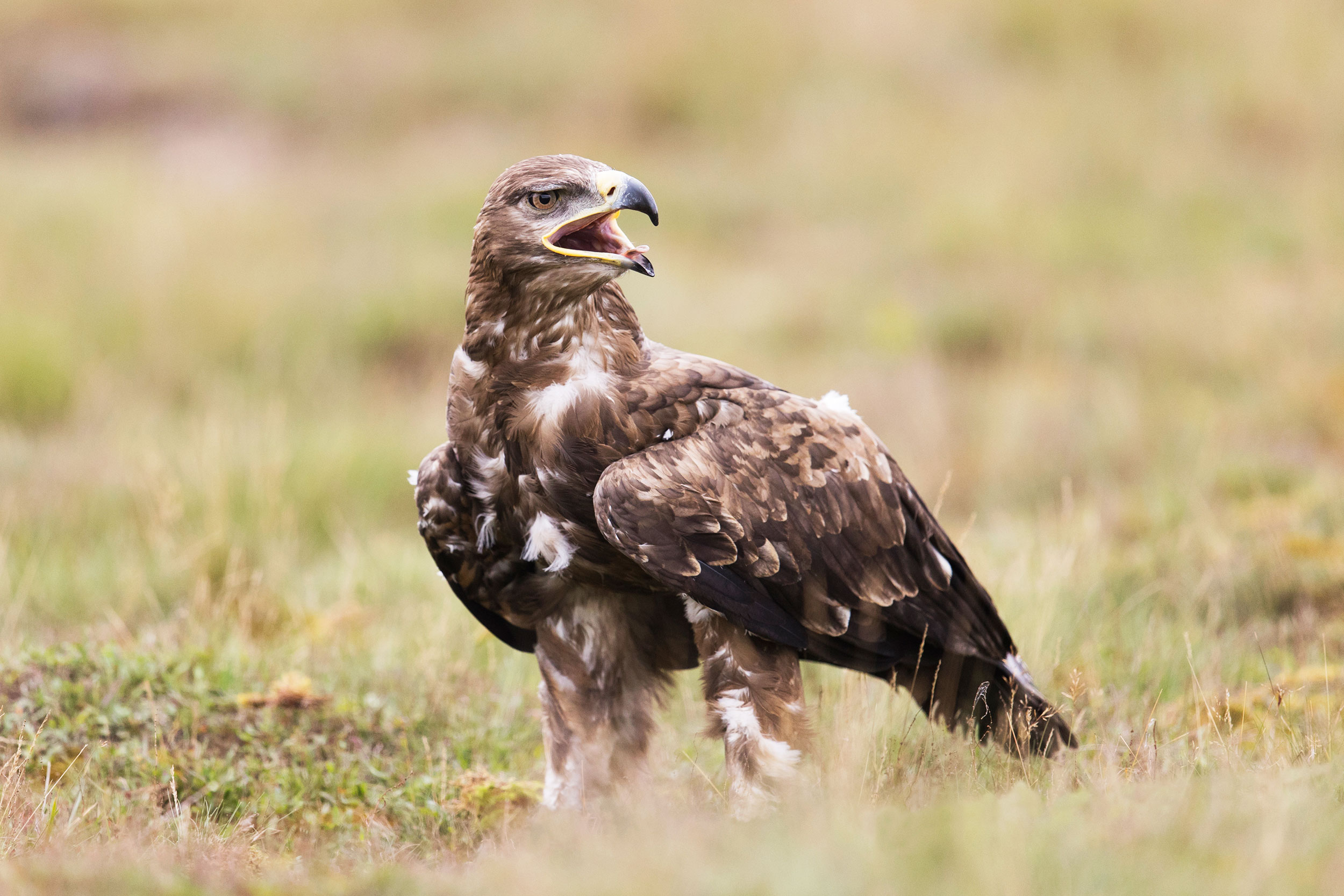 A Steppe Eagle stands in a field with its beak open