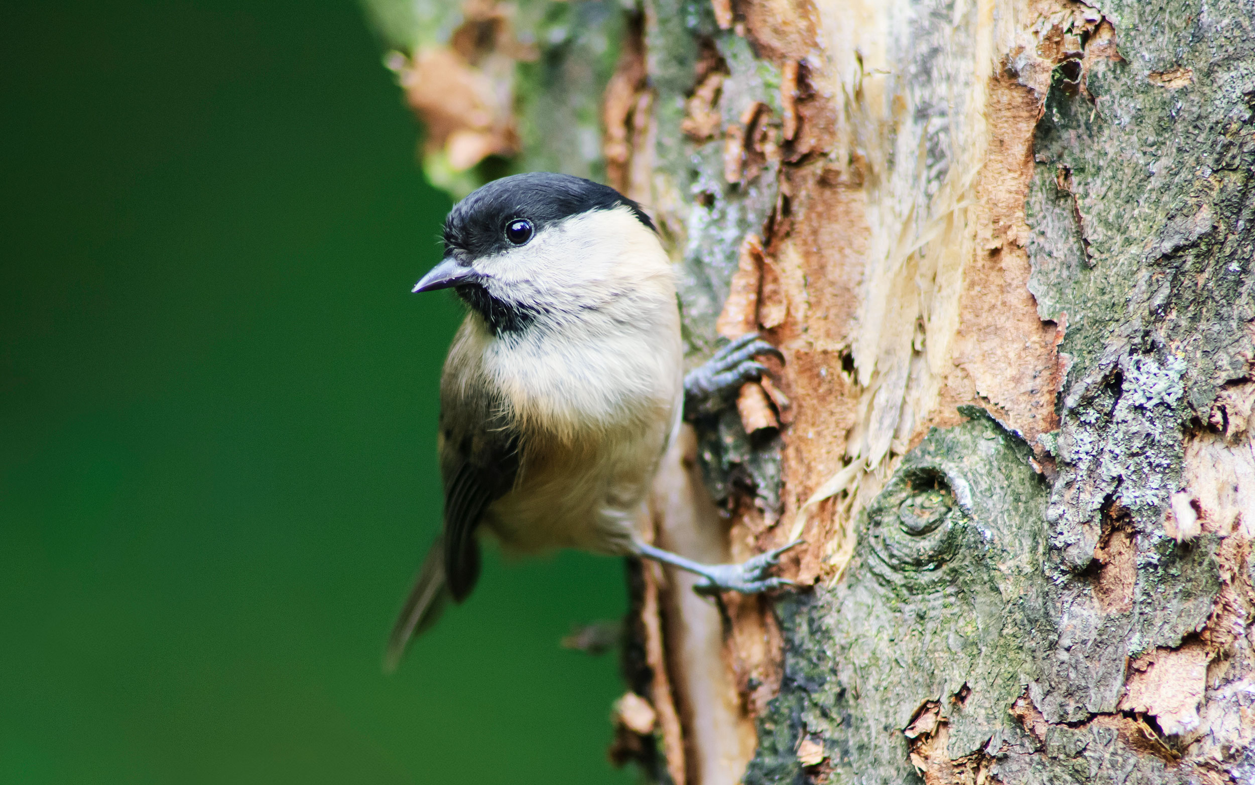 A Willow Tit clings to the side of a tree