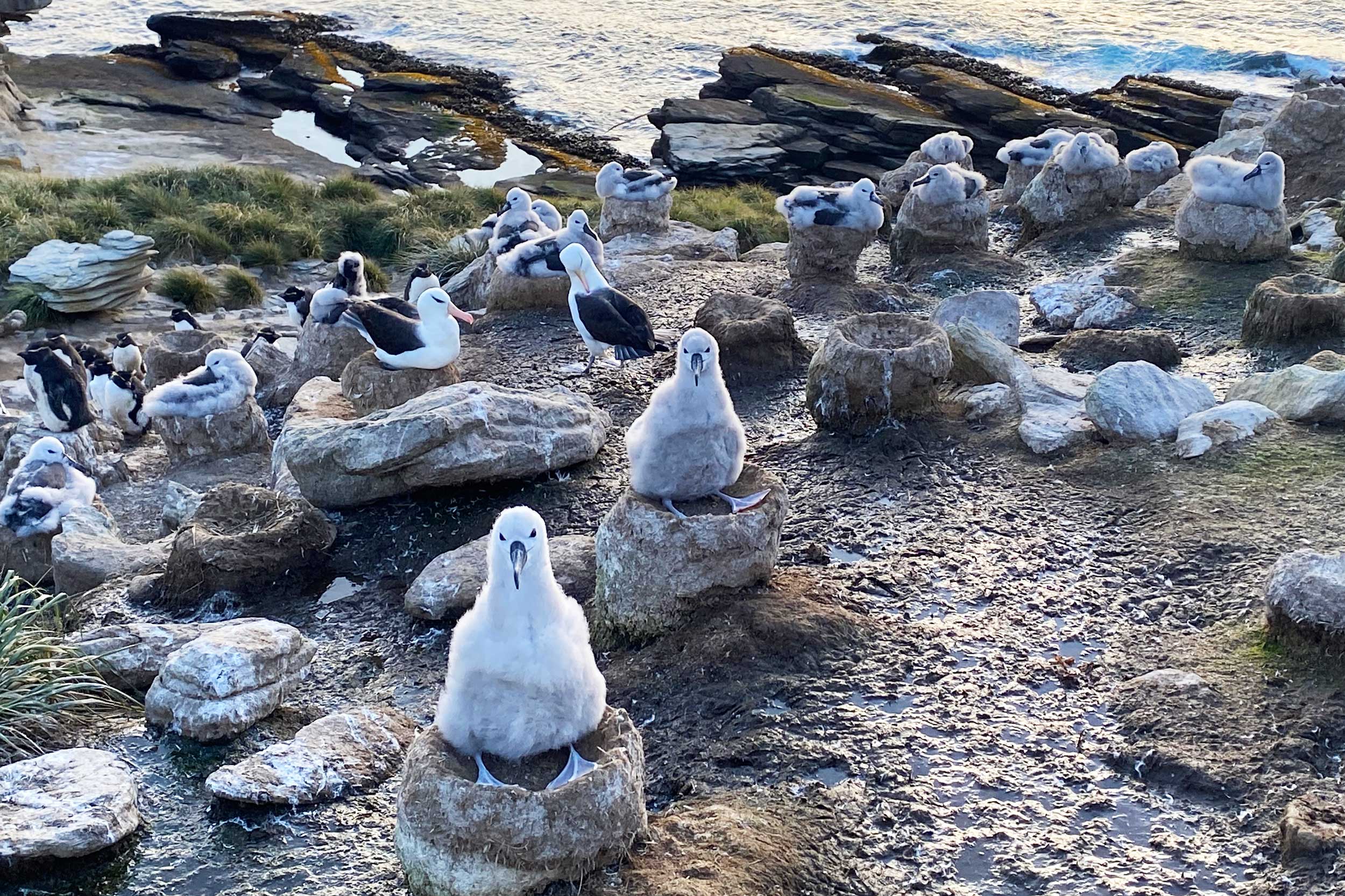 Adult and chick Black-browed Albatrosses on the shore alongside Northern Rockhopper Penguins