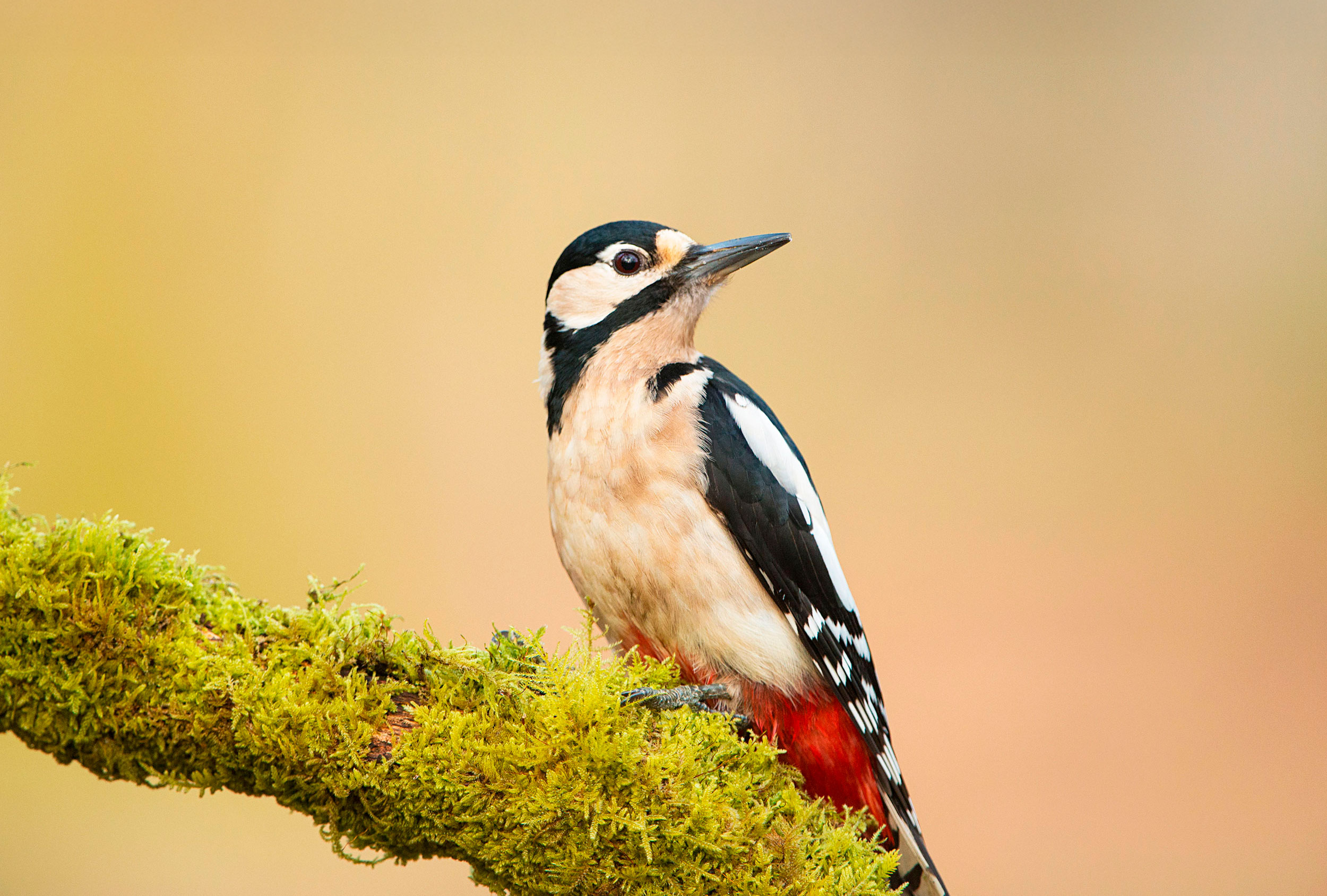 A Great Spotted Woodpecker sat on a mossy branch
