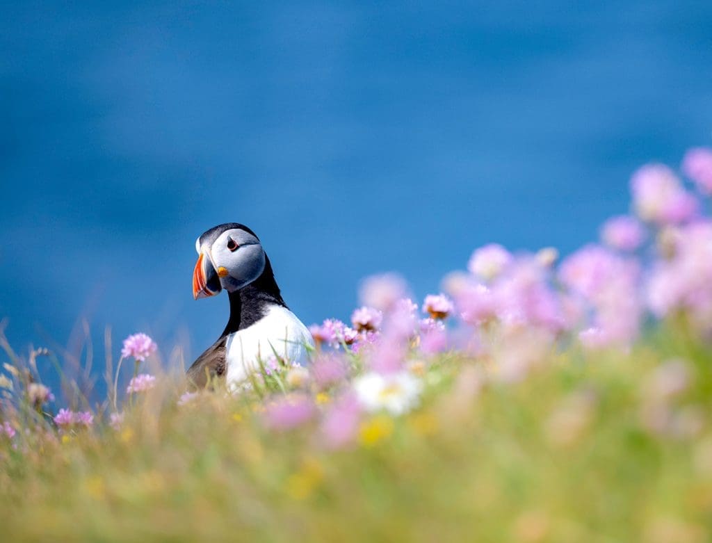 A Puffin poking its head up from the side of a hill, surrounded by pink flowers and the blue sea background