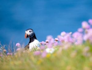 A Puffin poking its head up from the side of a hill, surrounded by pink flowers and the blue sea background