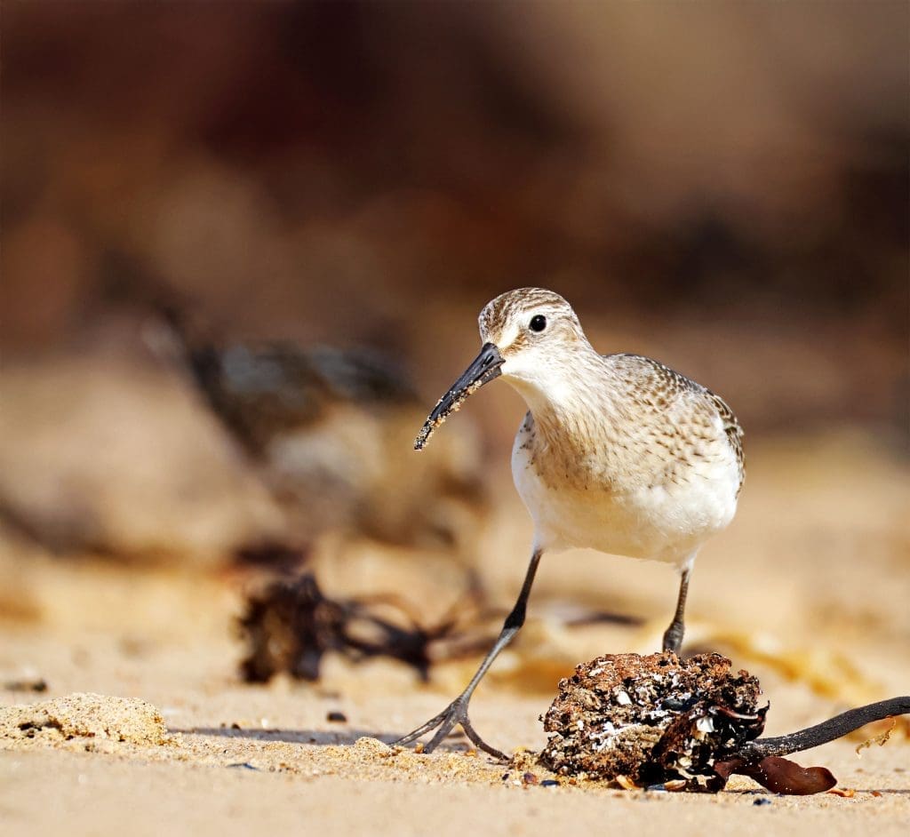 A Curlew Sandpiper walks over a beach