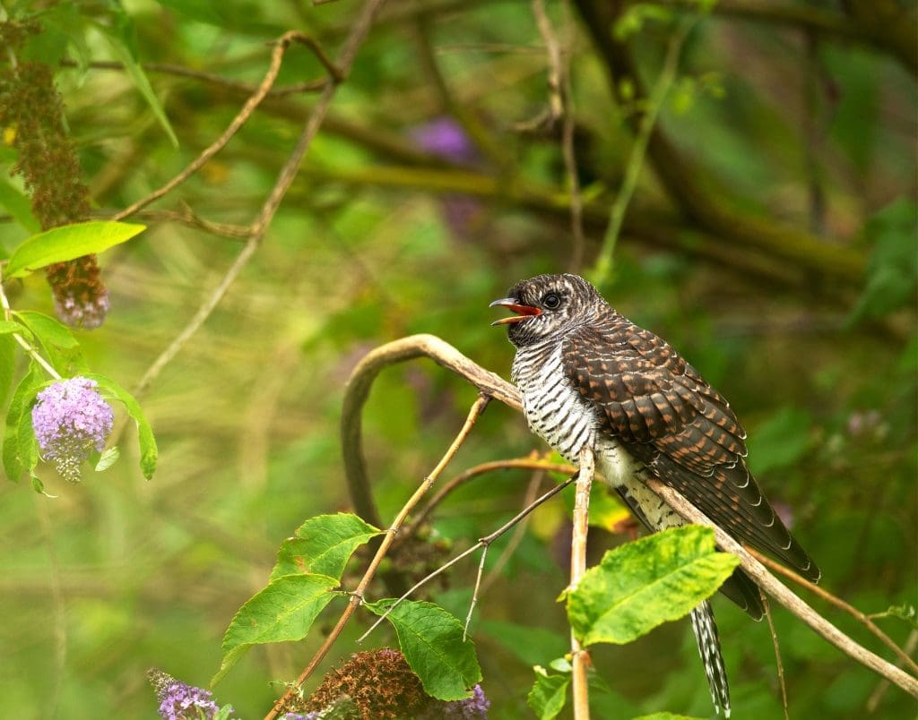 A juvenile Cuckoo perched on a branch