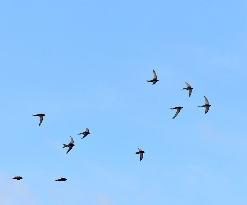 A group of Swifts flies through a blue sky