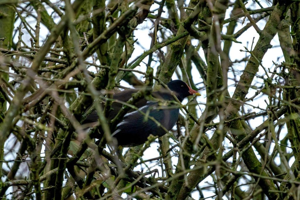 A Moorhen in a bush