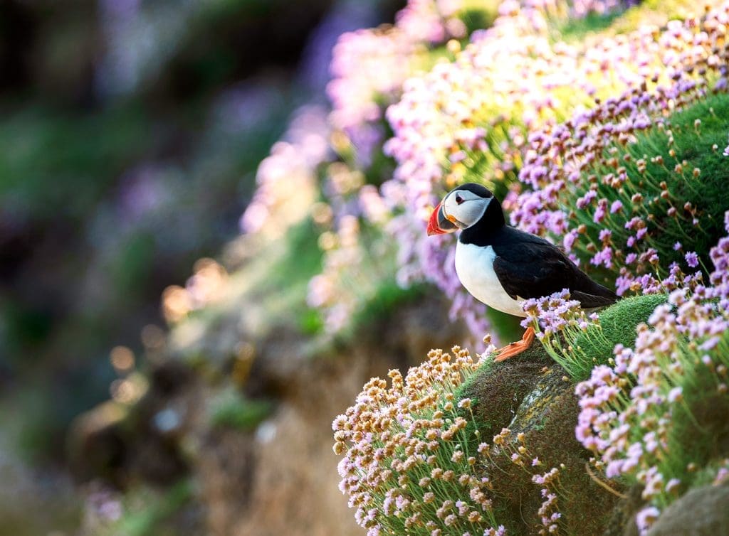 A single Puffin sits on a cliff covered in pink sea thrift, looking out to sea