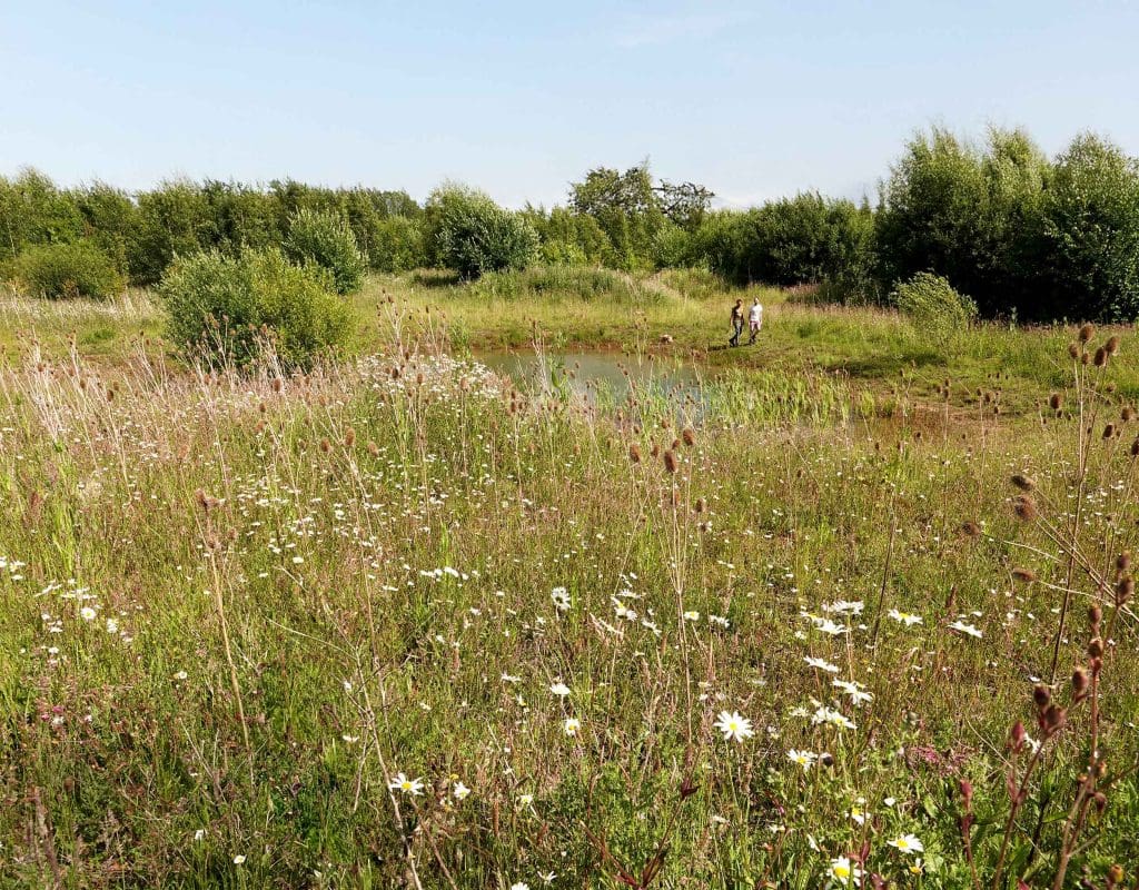 A meadow with diverse plants and a pond, with two people walking in the distance