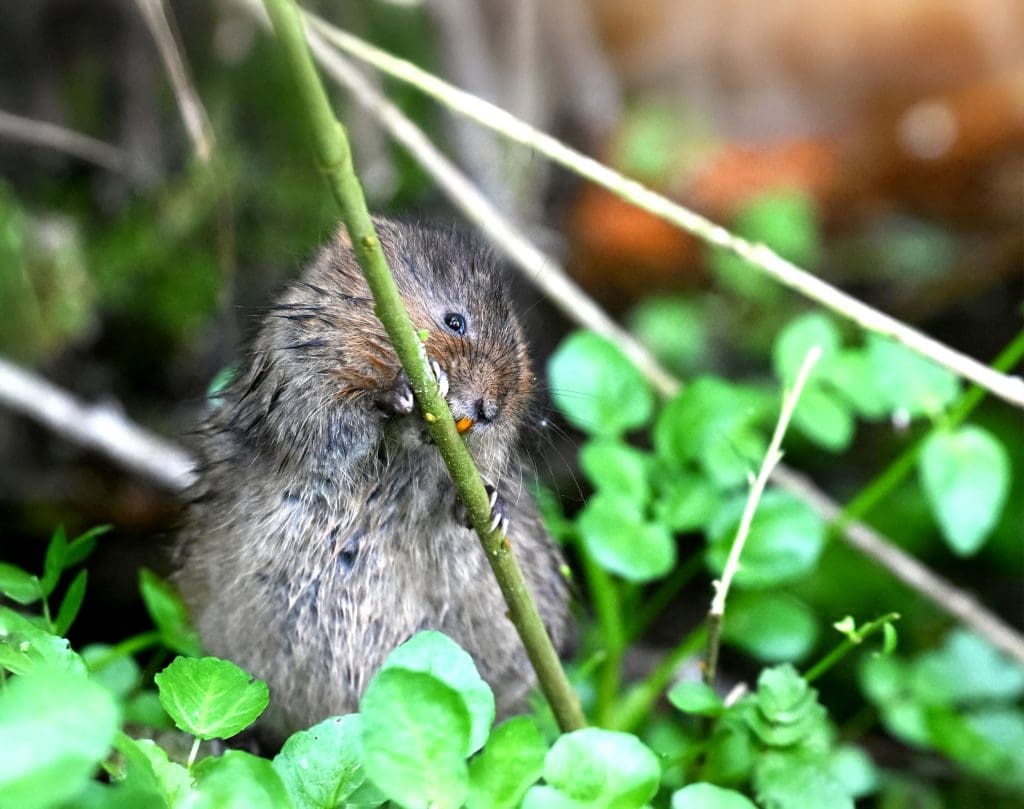 A Water Vole nibbles on a branch