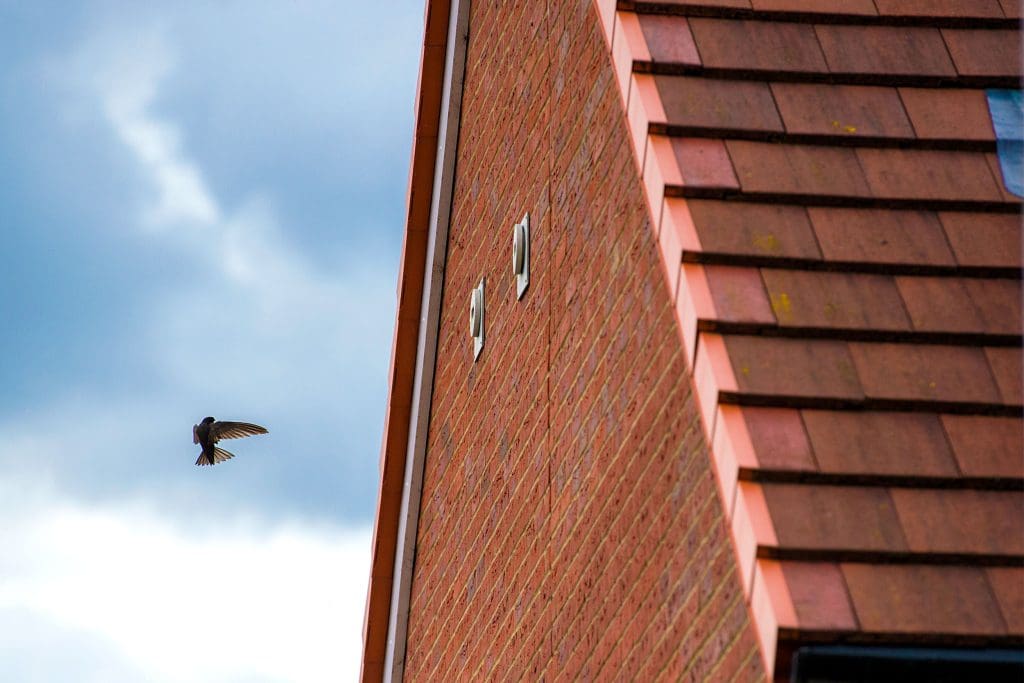 Swift bird flying towards a nest on a house