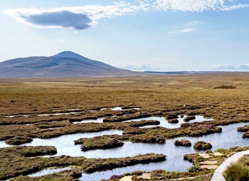 A view over wetland, with a mountain in the distance