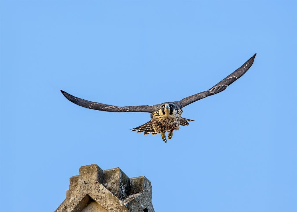 A Peregrine Falcon in flight, just having taken off from the top of Winchester Cathedral – the tip of stonework just visible