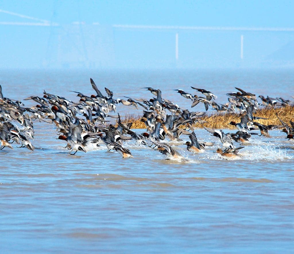 A flock of Wigeon land on the Severn Estuary