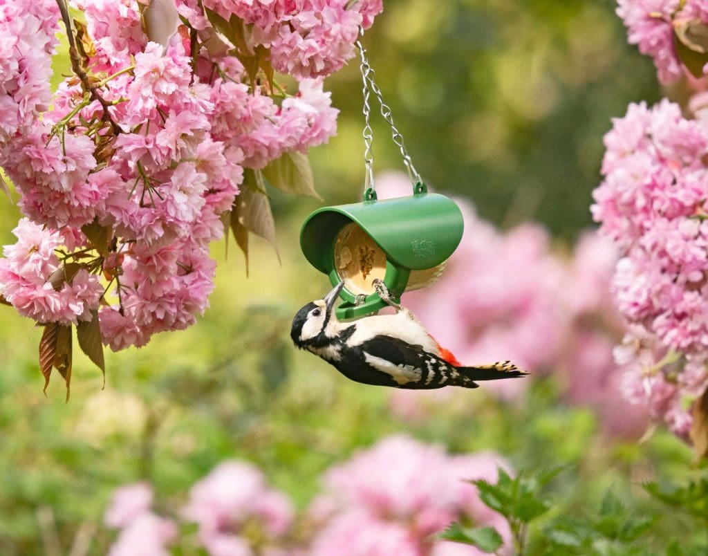 A woodpecker hangs on a green feeder filled with Flutter Butter surrounded by pink blossoms