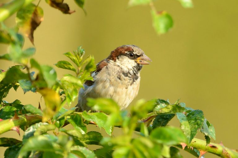 A House Sparrow perched in tree foliage