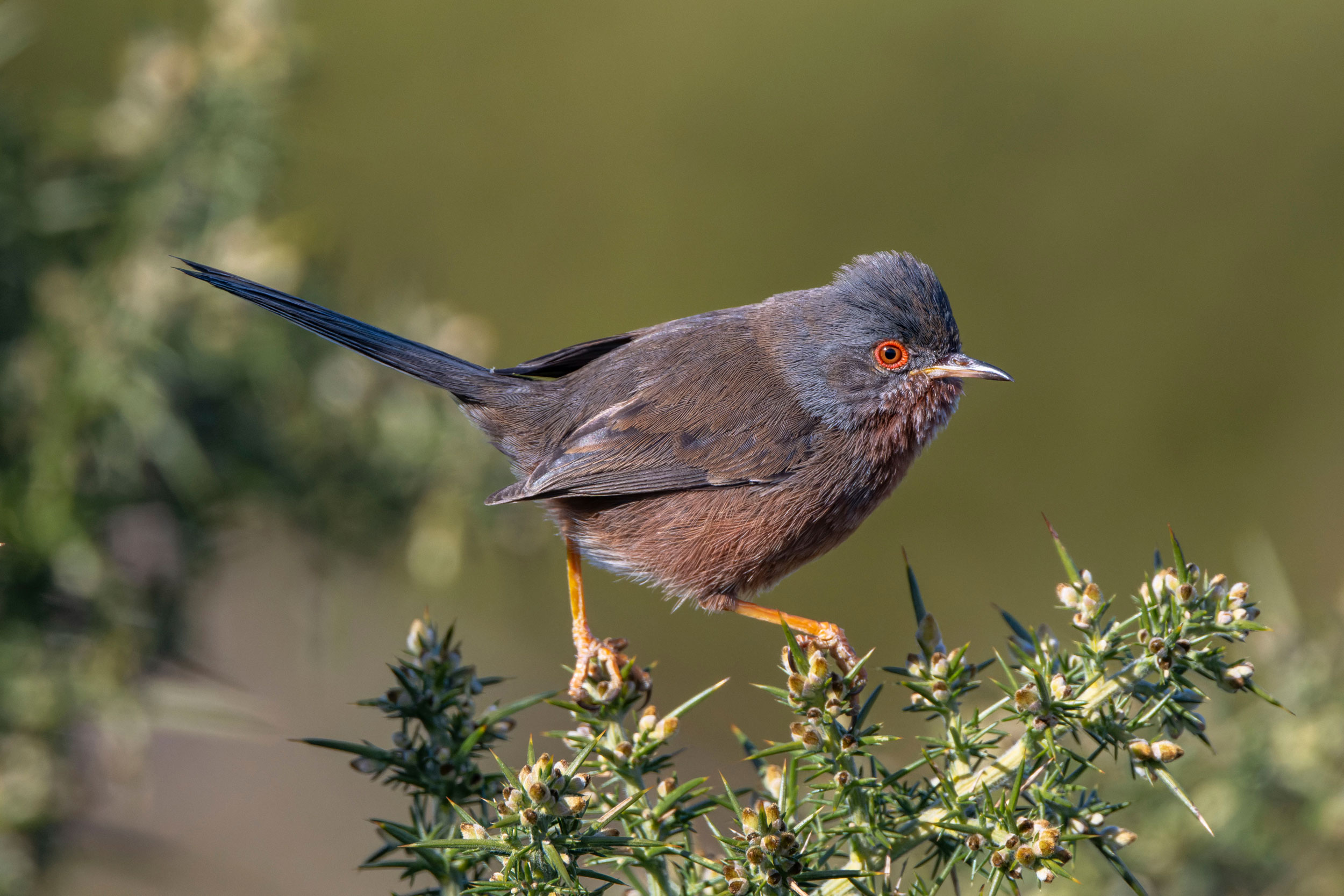 A Dartford Warbler perched on gorse