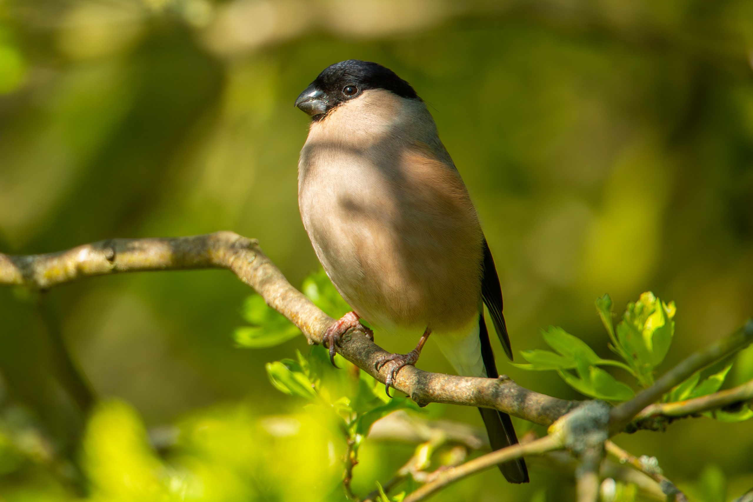 A female Bullfinch perched on a branch