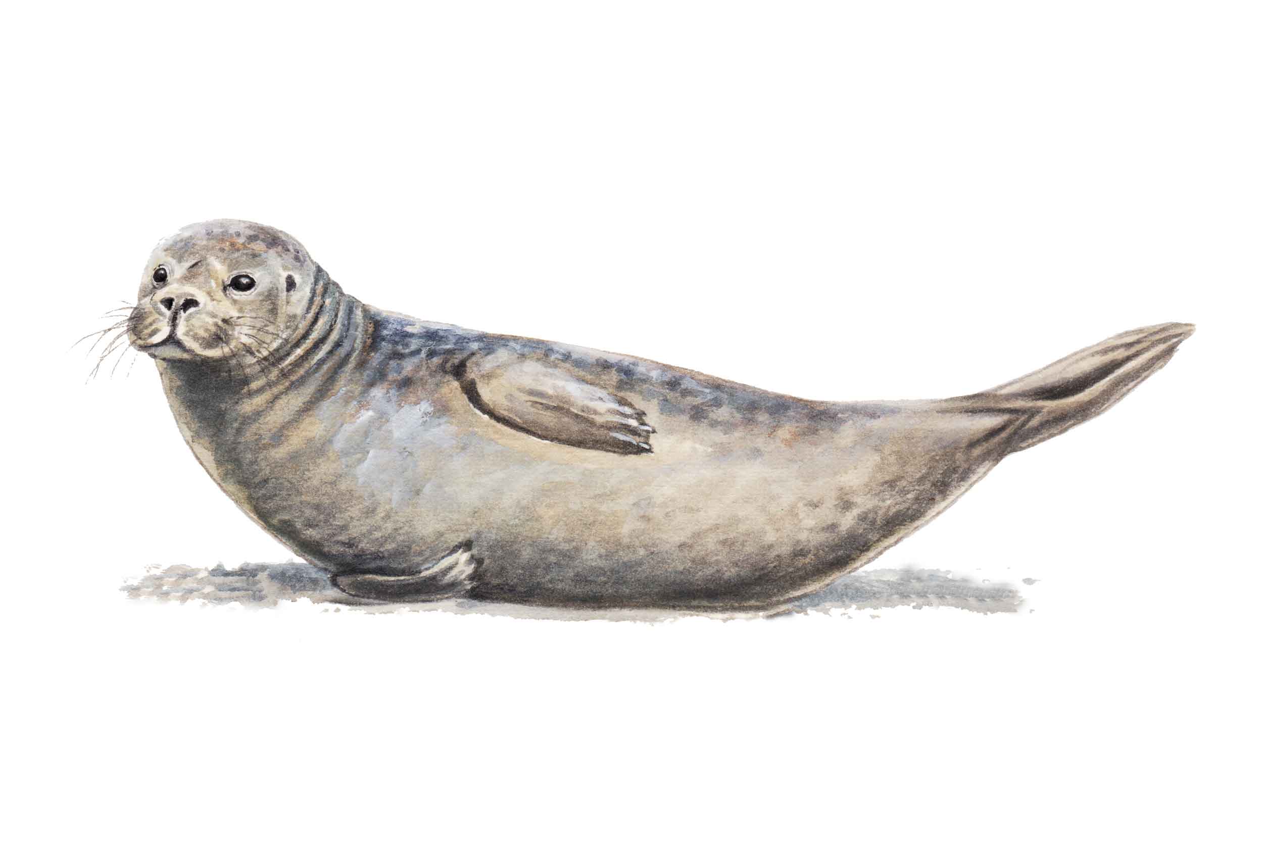 illustration of a Common Seal, lying on its side