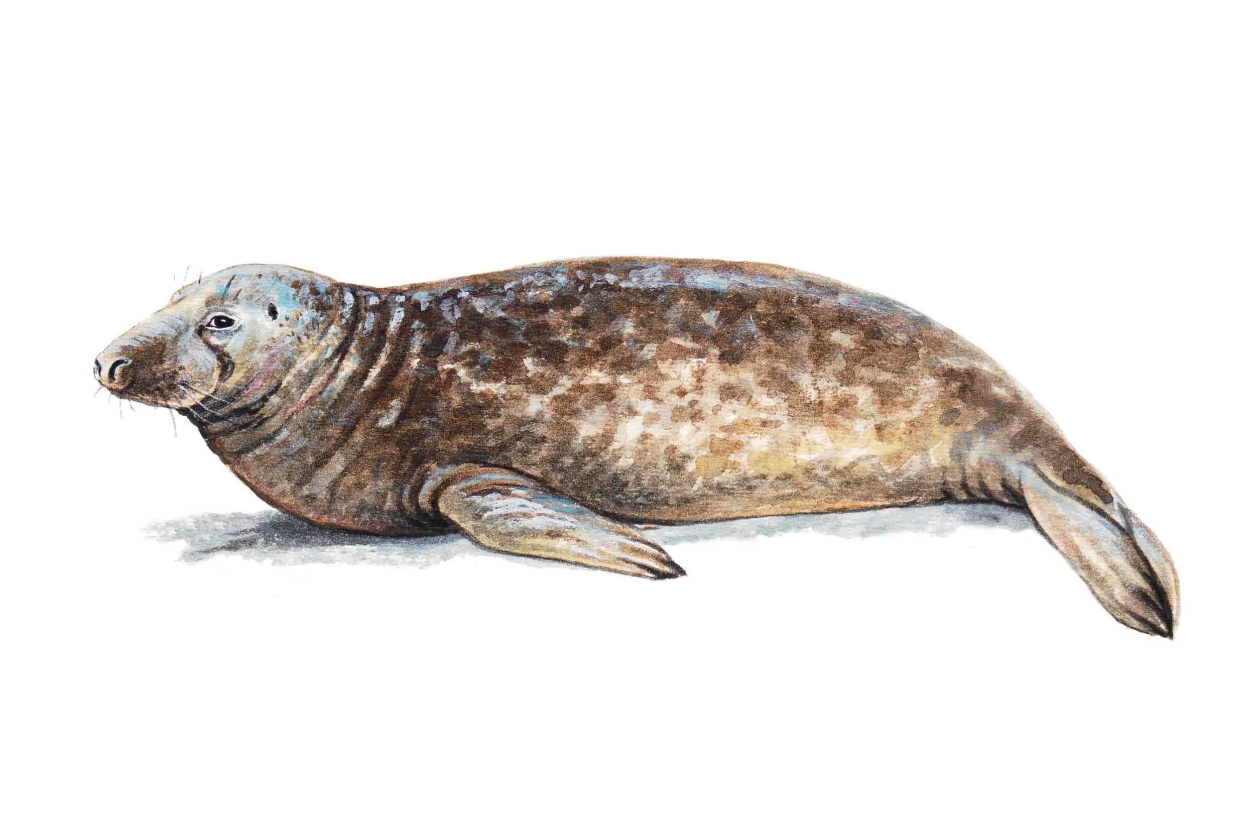 Illustration of a Grey Seal, lying on its front