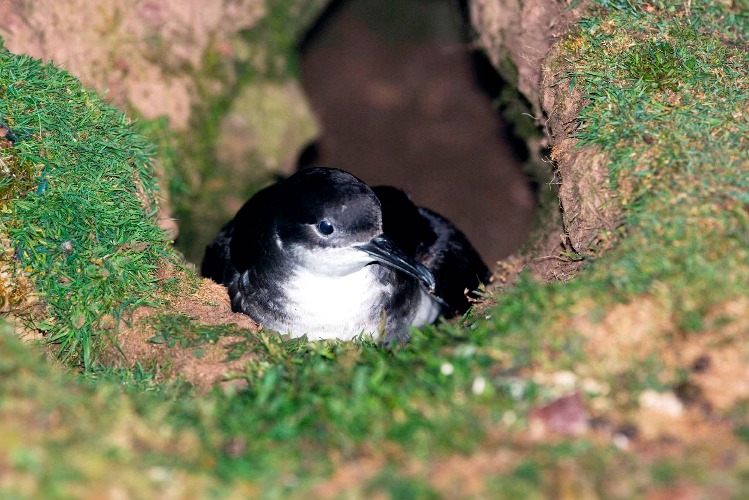 A Manx Shearwater in a ground nest