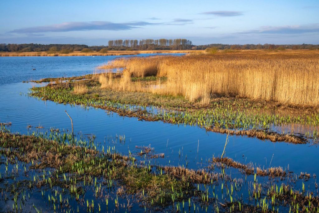 IMAGE.RSPB-Minsmere-Nature-Reserve.RSPB_1001601.Credit Les Cater Reeds and grasses next to a large body of water at Minsmere nature reserve, with flat landscape in the distance