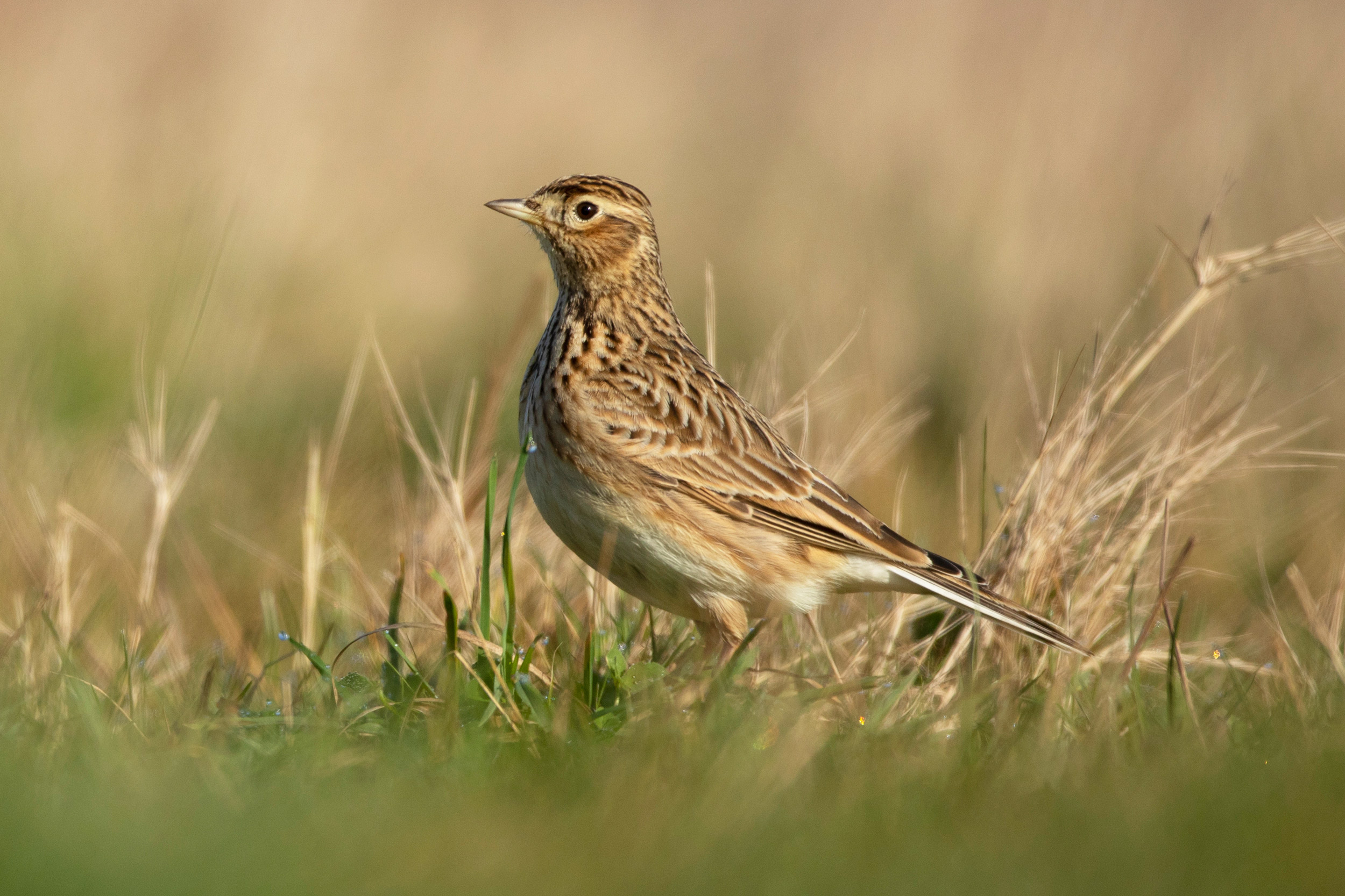 A Skylark stands amongst a sparse covering of low, dry grasses