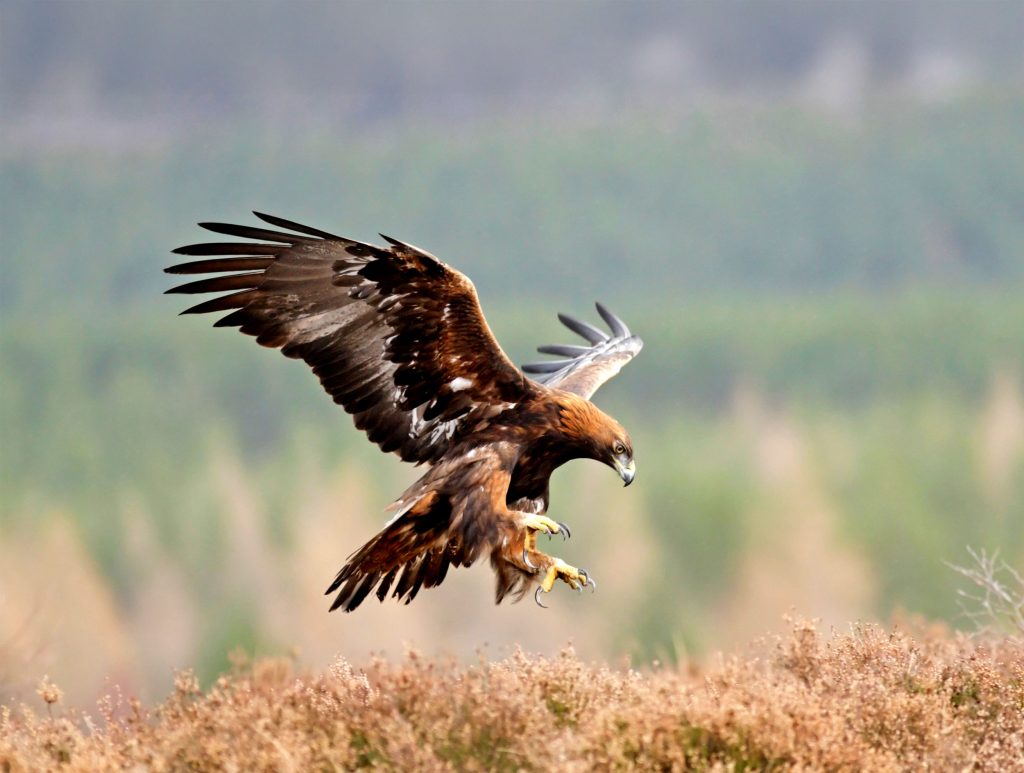 Golden Eagle about to land in heather