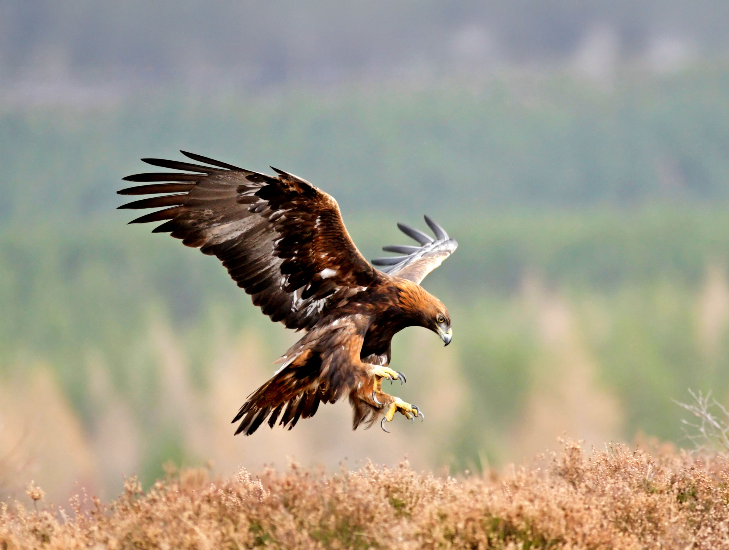 Golden Eagle about to land in heather