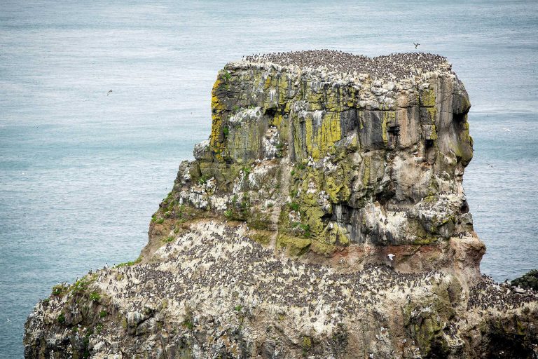 A close-up view of a craggy rock with the sea in the background. Hundreds of birds are perched on any available flat area of rock.