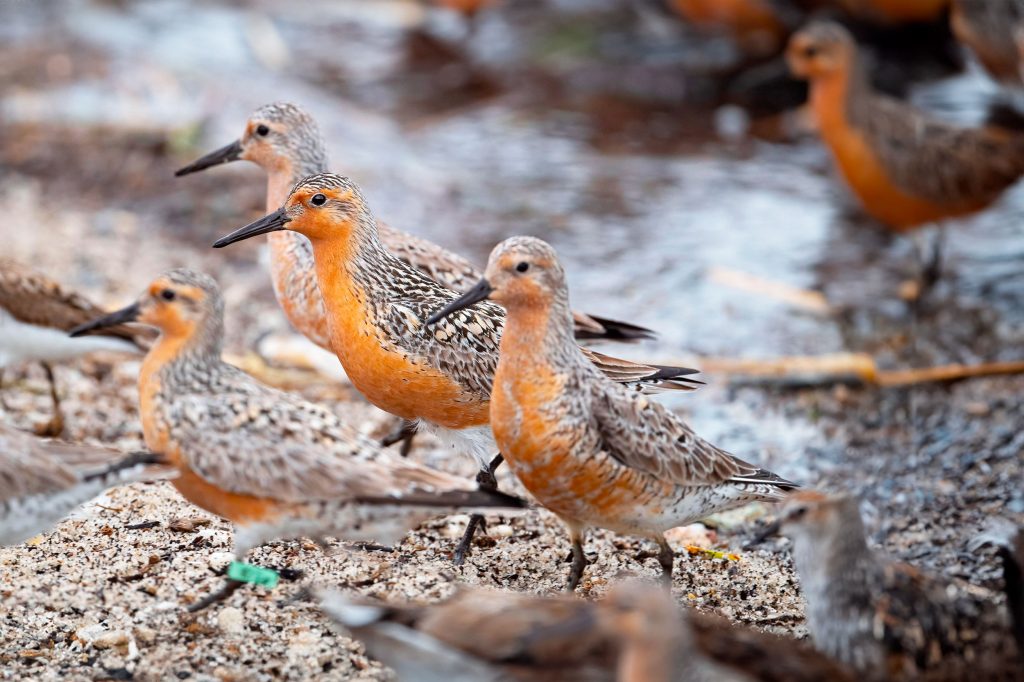 A-group-of-Red-Knots-Feeding-along-the-Delaware-Bay.2BTH9XC.Credit--Brian-Kushner-Alamy-Stock-Photo Several Red Knots standing on damp, rough sand.